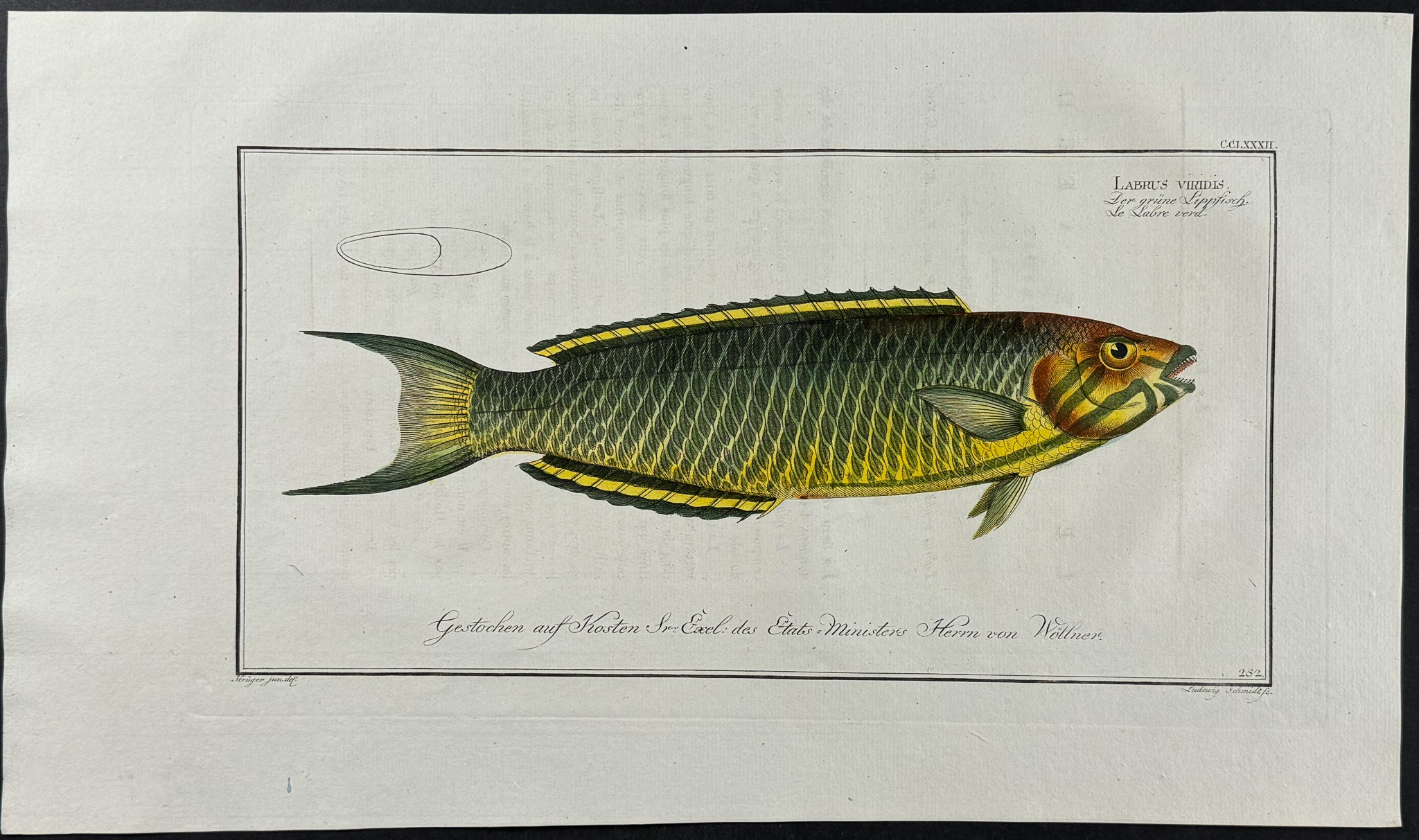 Green Wrasse
