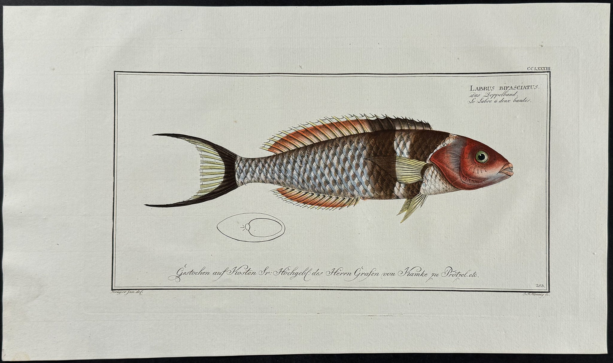 Double-Streaked Wrasse