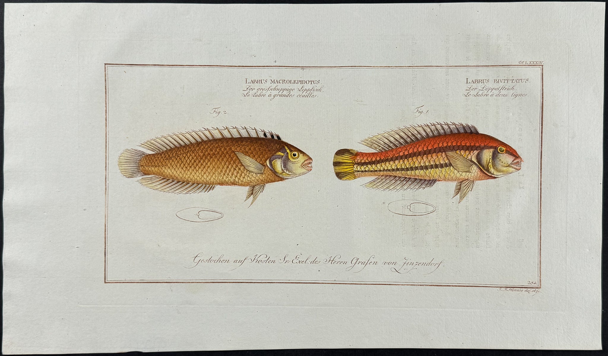 Great-Scaled & Double-Striped Wrasse