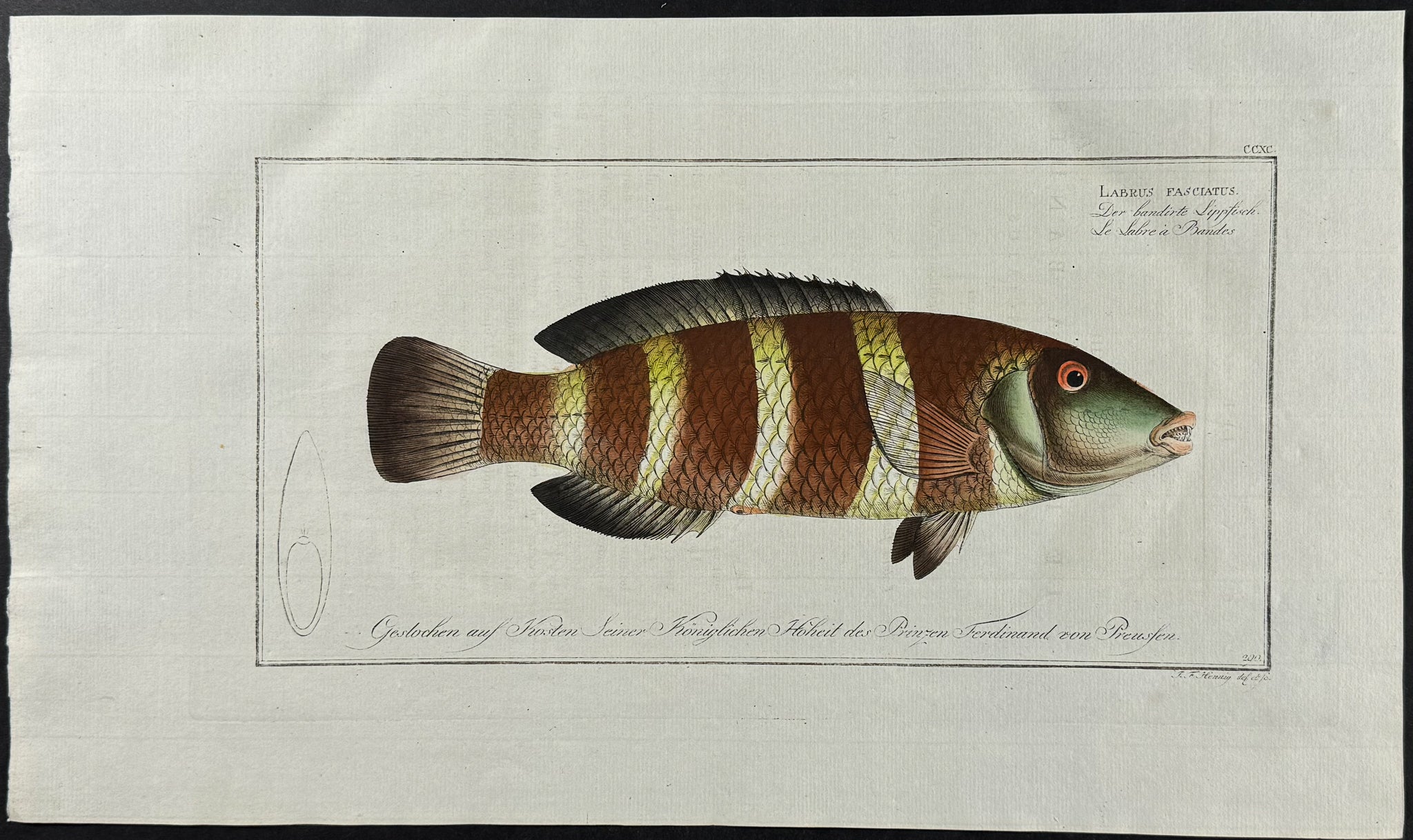 Streaked Wrasse