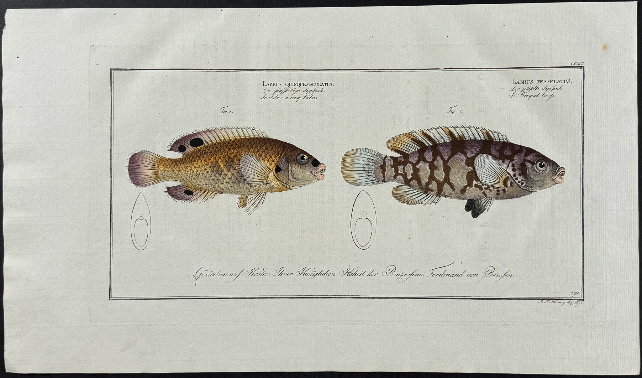 Five Maculated & Wainscotted Wrasse