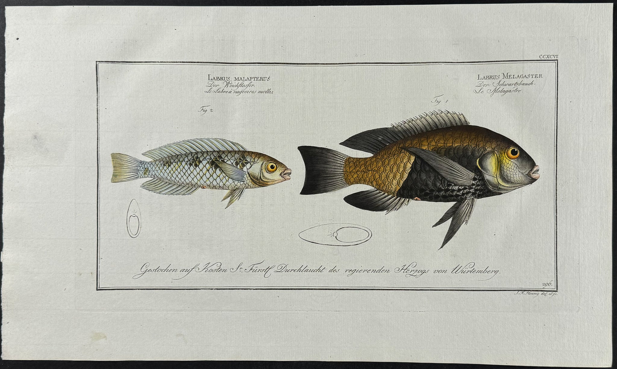 Soft-fineed Wrasse & Black-Belly