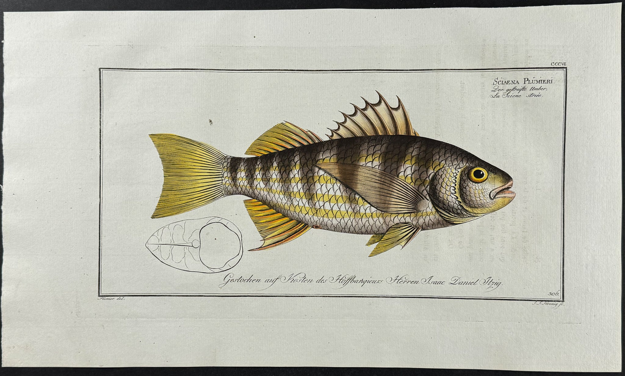 Plumier's Umber