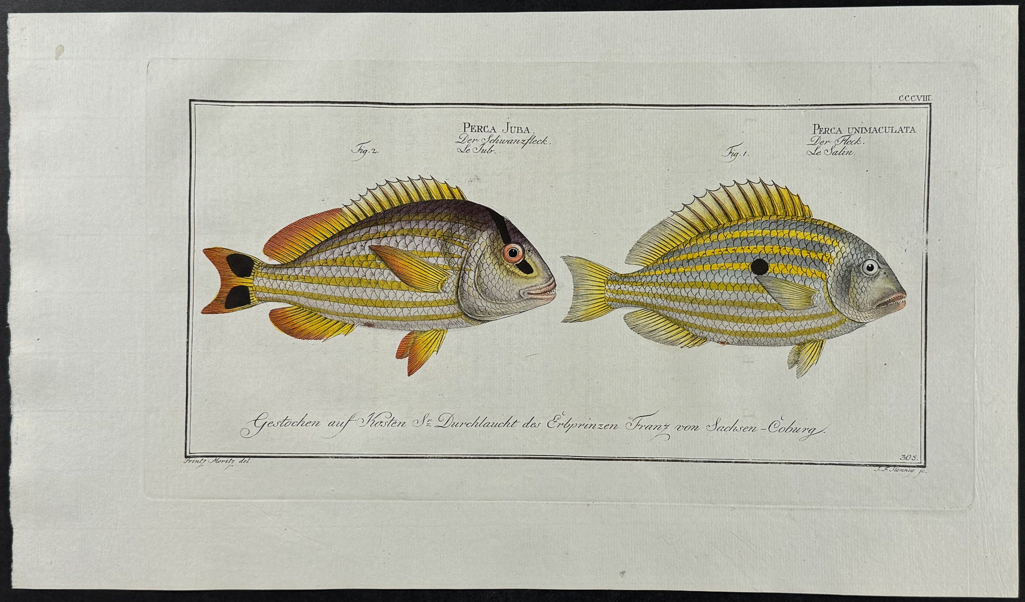 Jub & Pacu