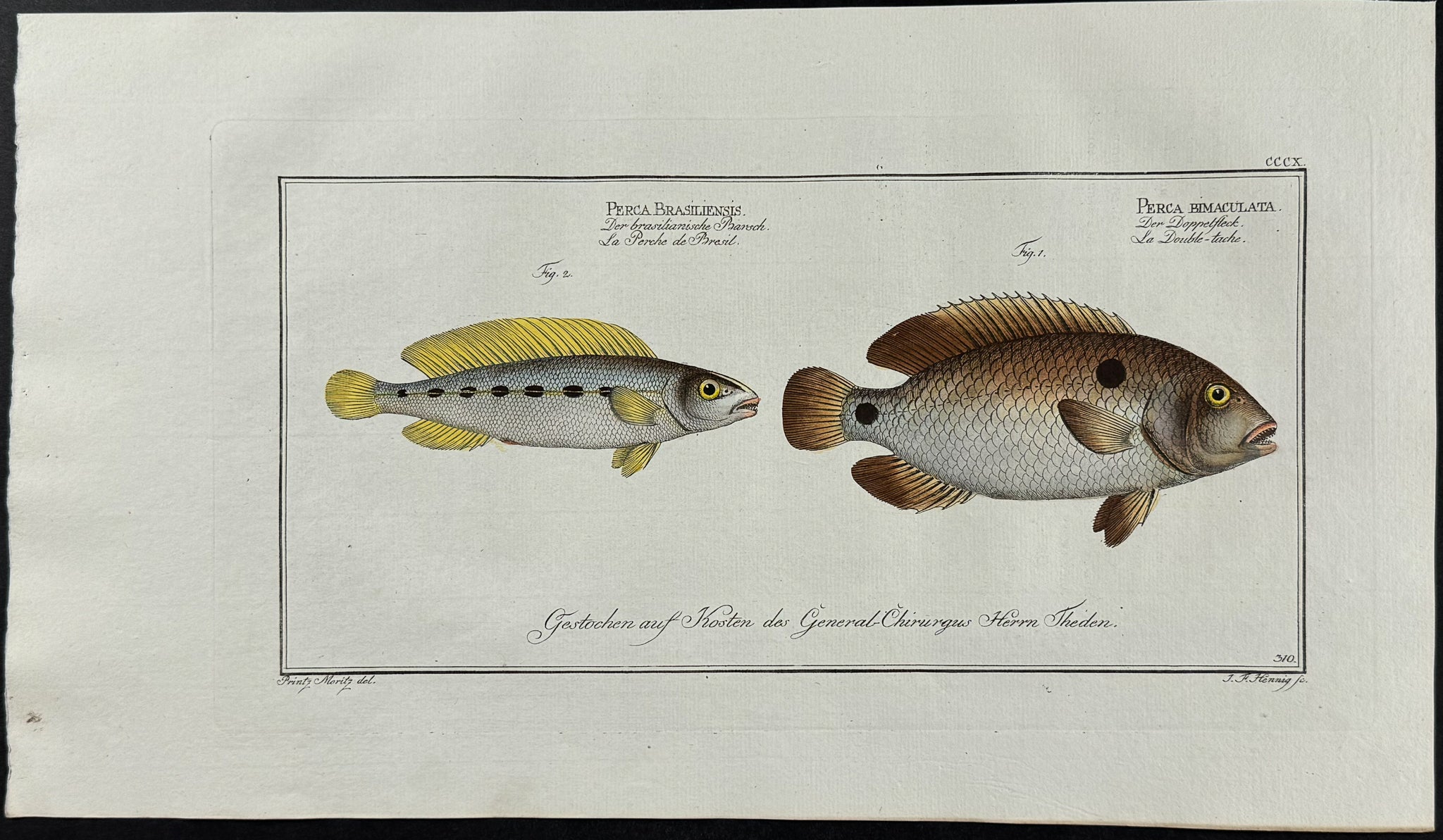 Brasilian (Brazilian) Perch, Acara