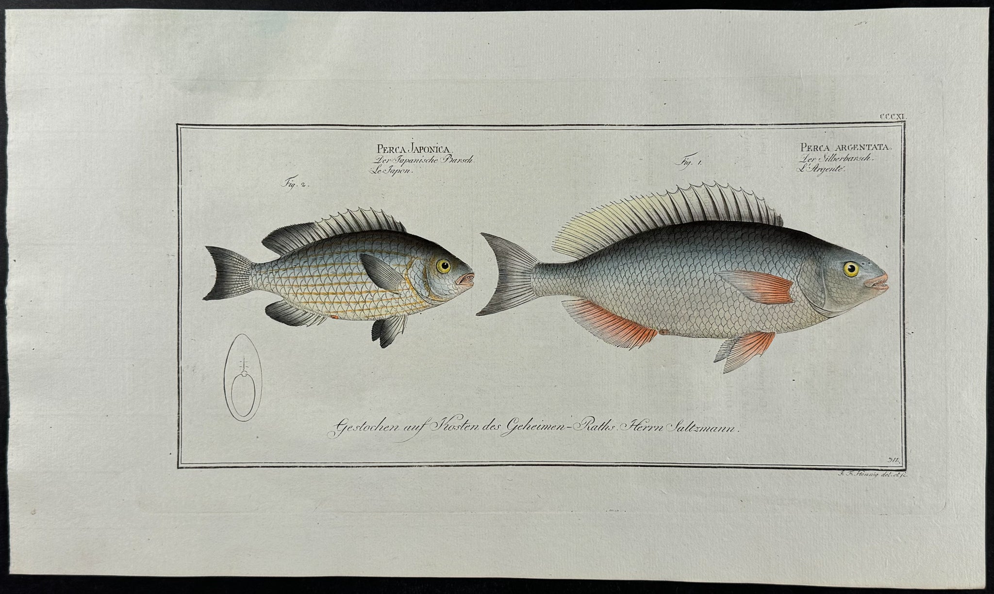 Japanese & Silver Perch