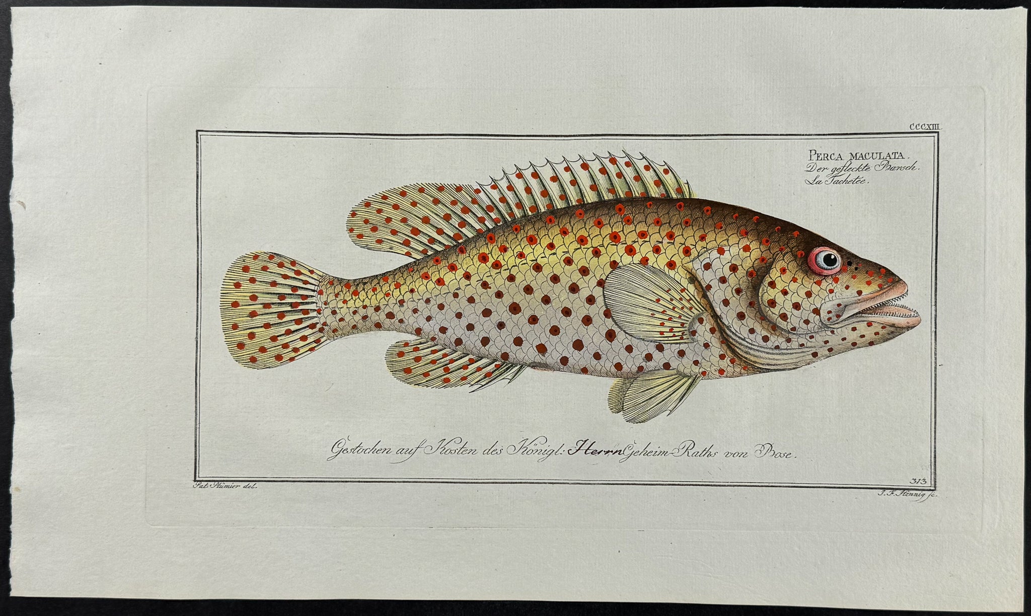 Dropped Perch