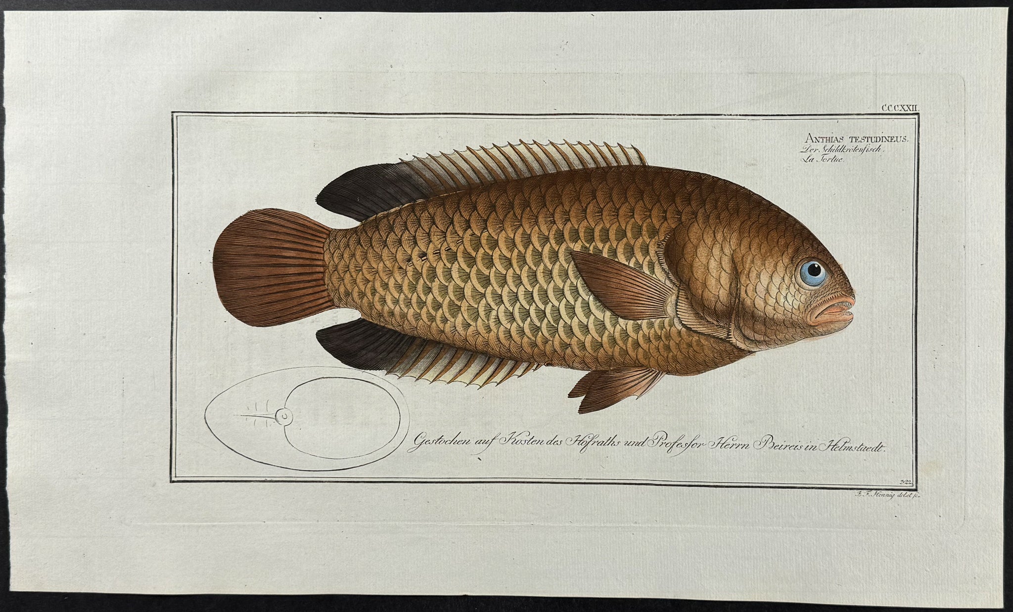 Tortoise-Fish