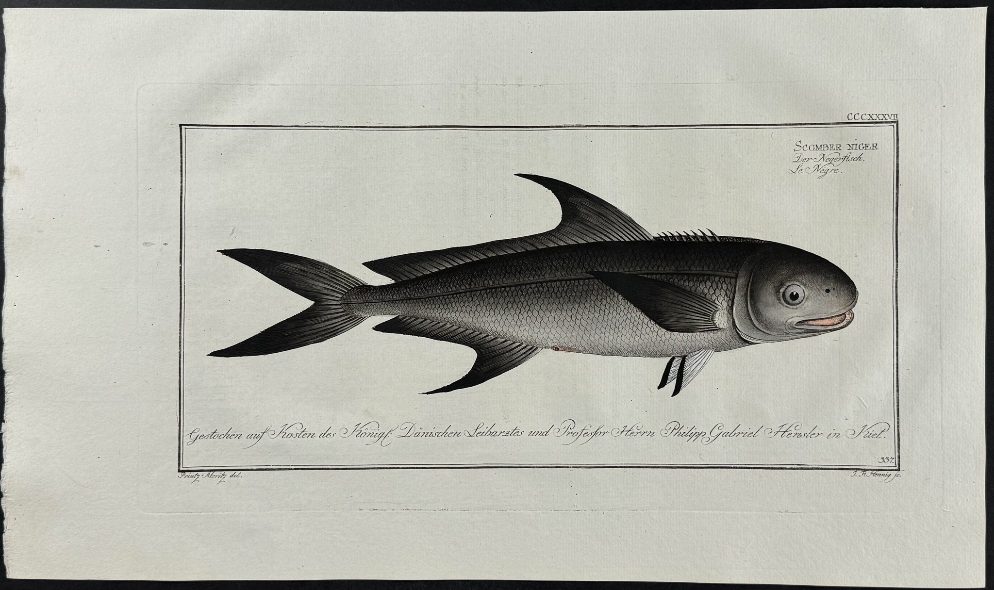 Negro-Mackrel