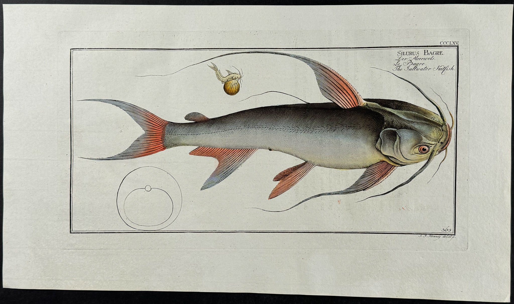 Saltwater Katfish (Catfish)