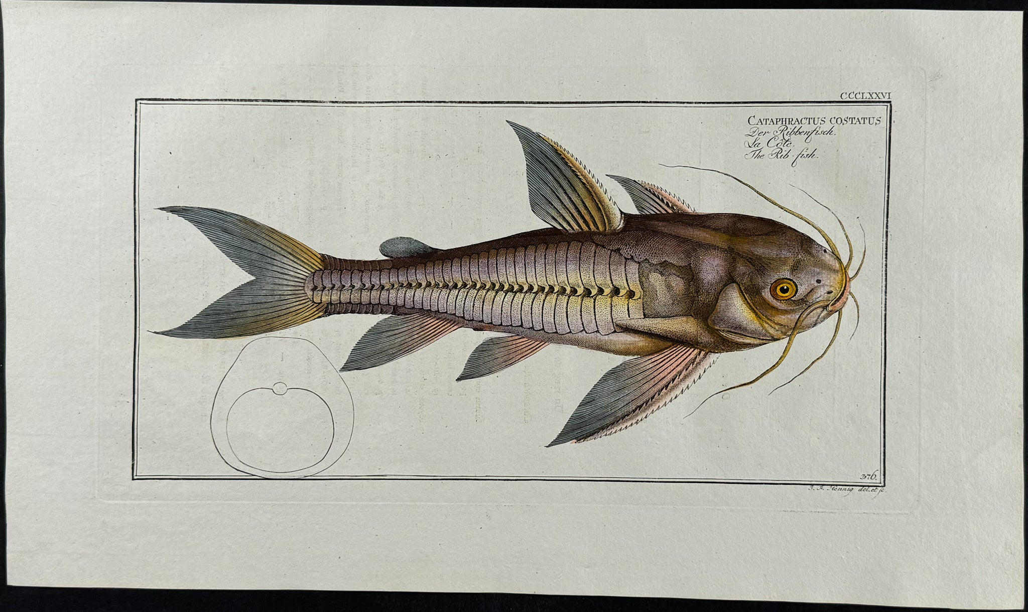 Rib-Fish