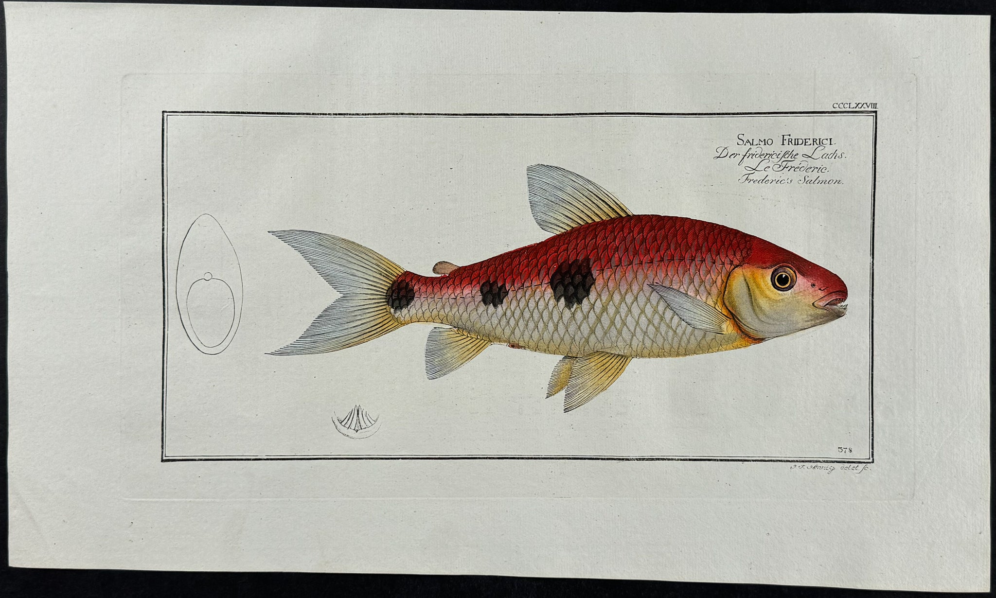 Frederic's Salmon
