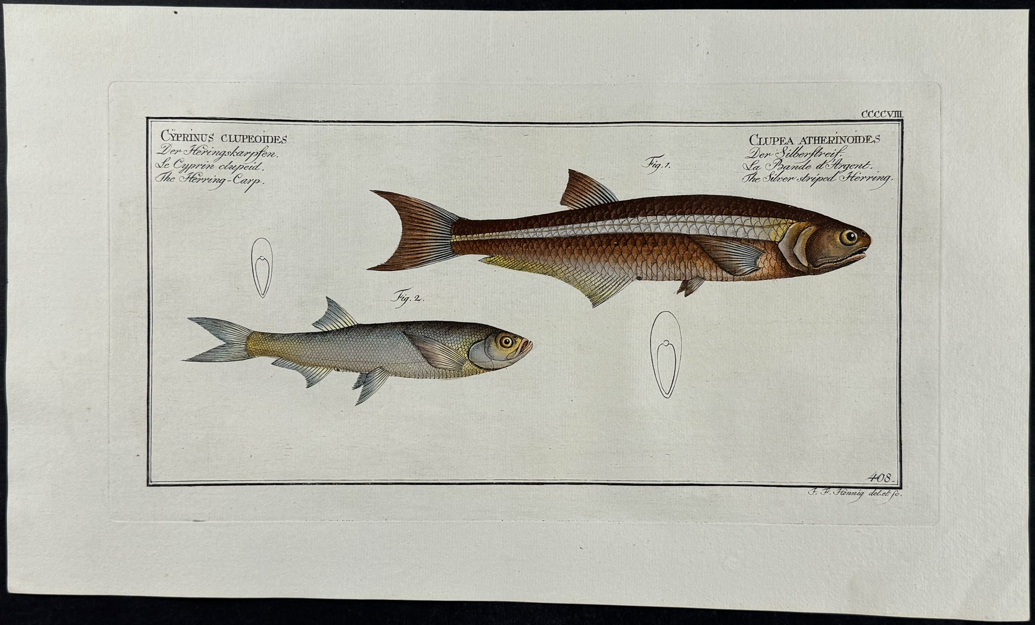 Herring-Carp & Silver-striped Herring