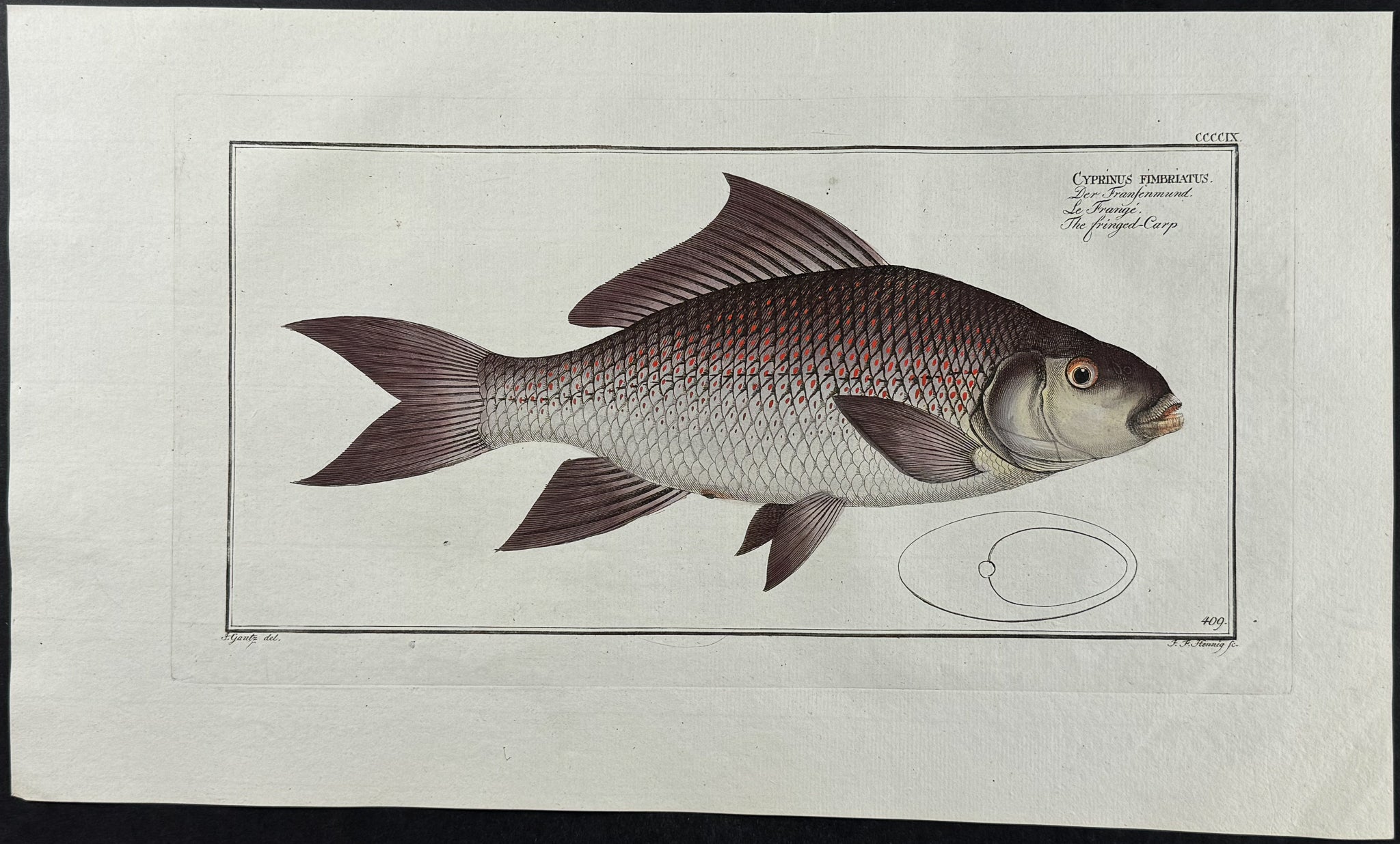 Fringed-Carp
