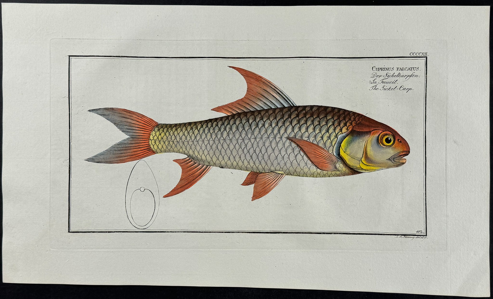 Sickle-Carp