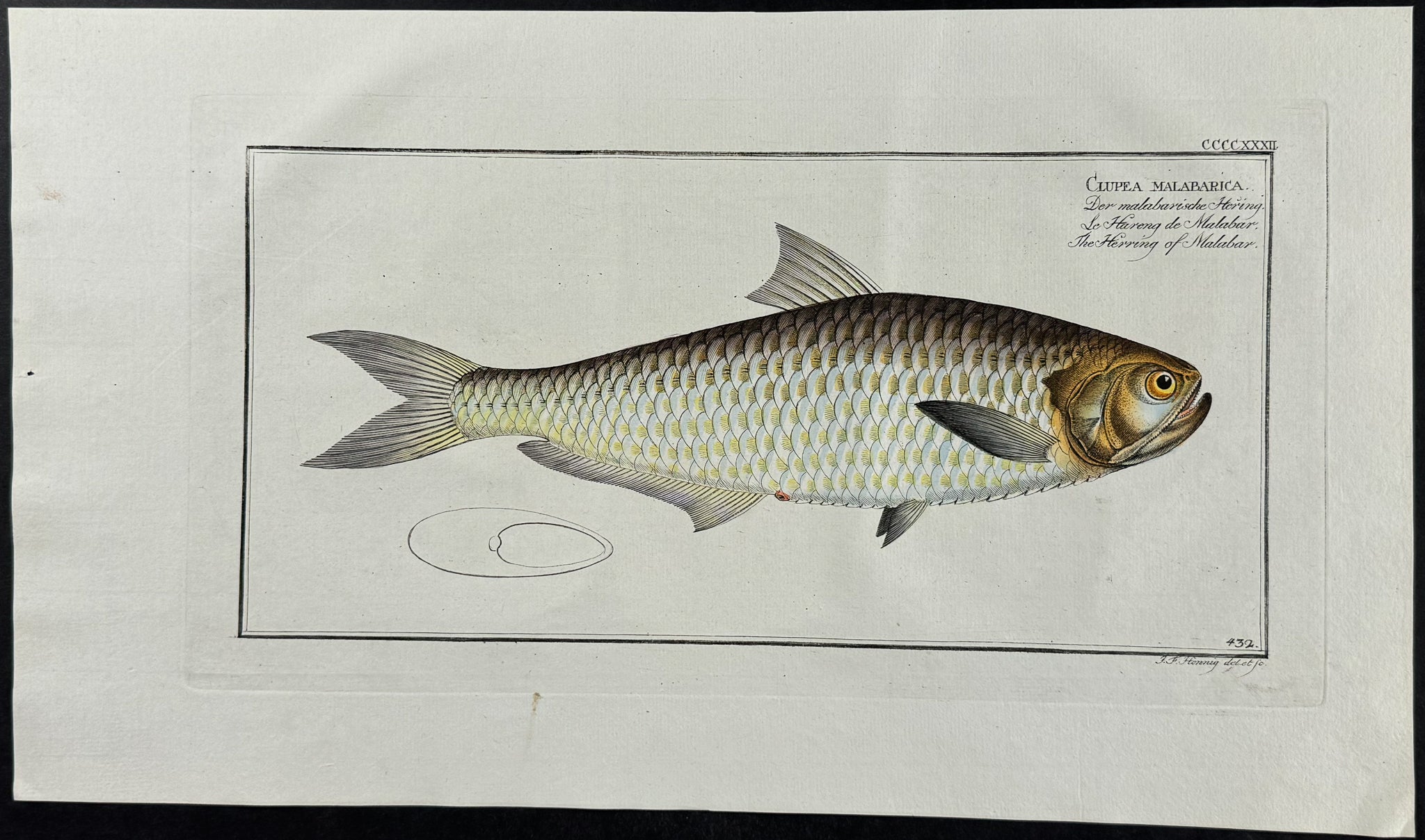 Herring of Malabar
