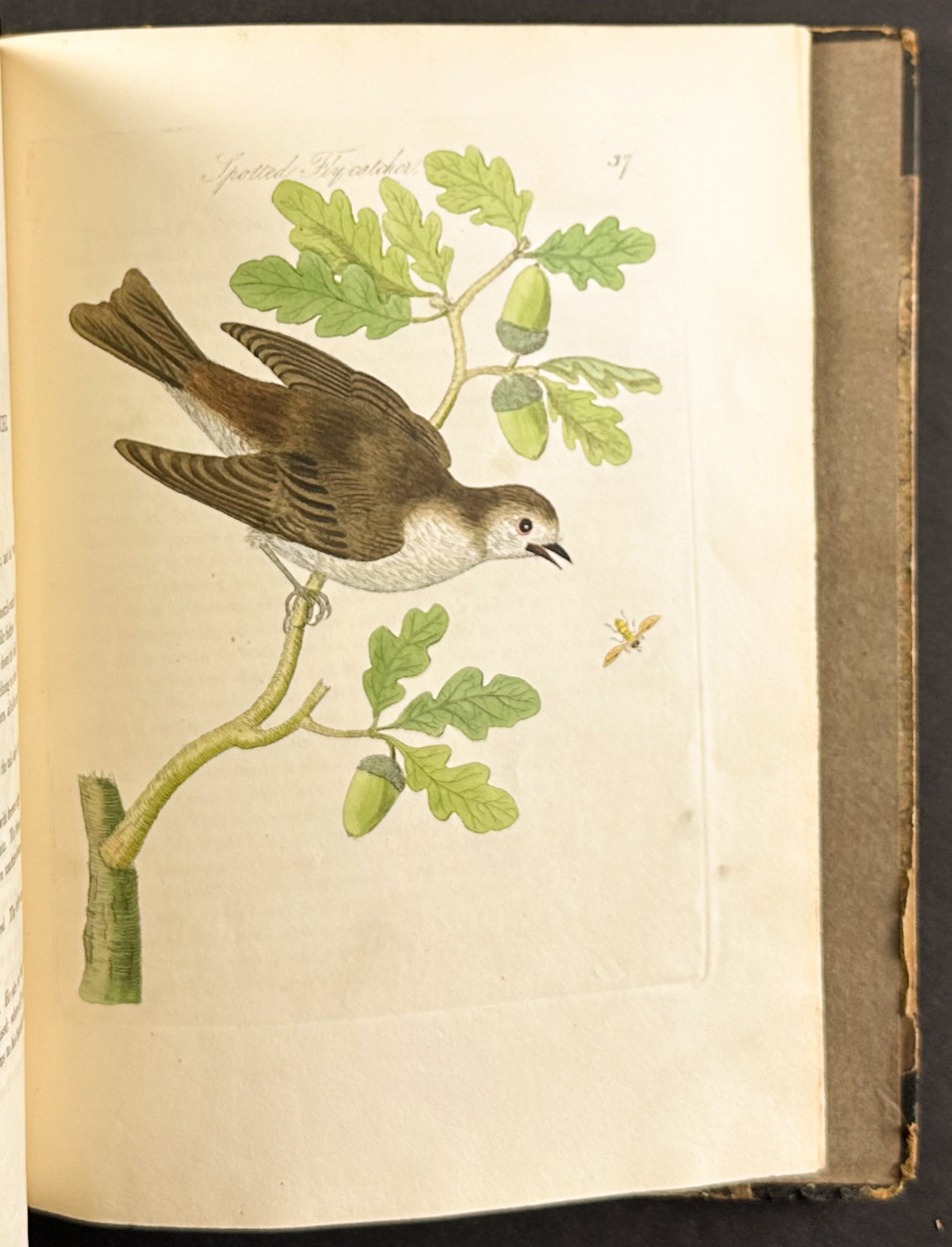 Harmonia Ruralis or British Song Birds
