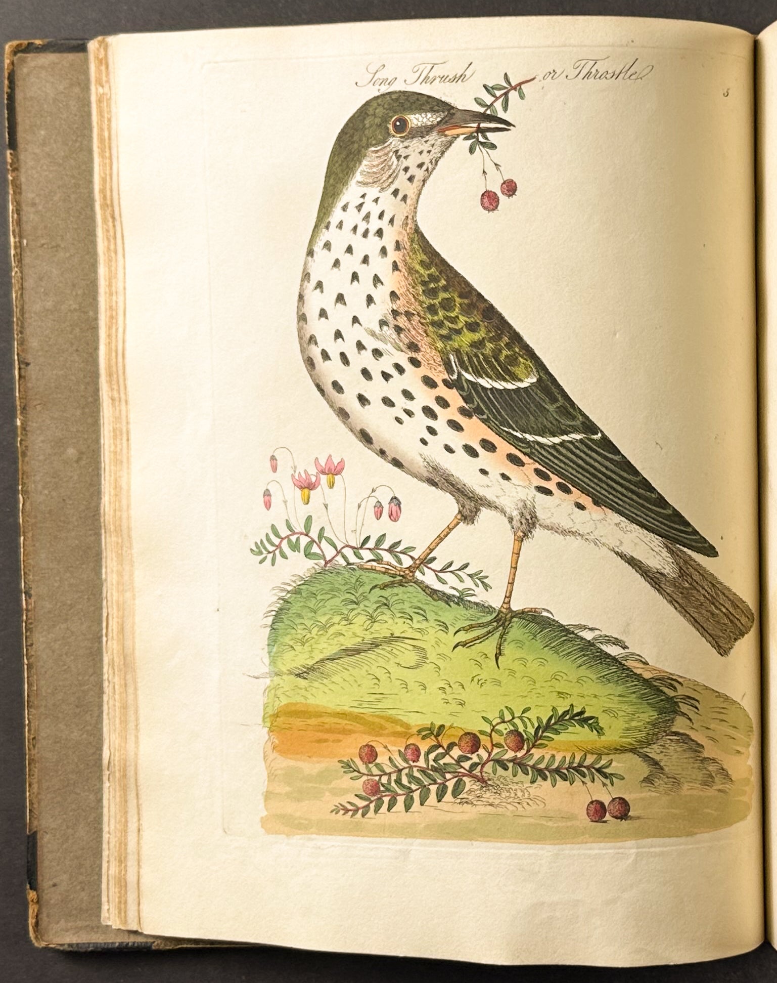 Harmonia Ruralis or British Song Birds
