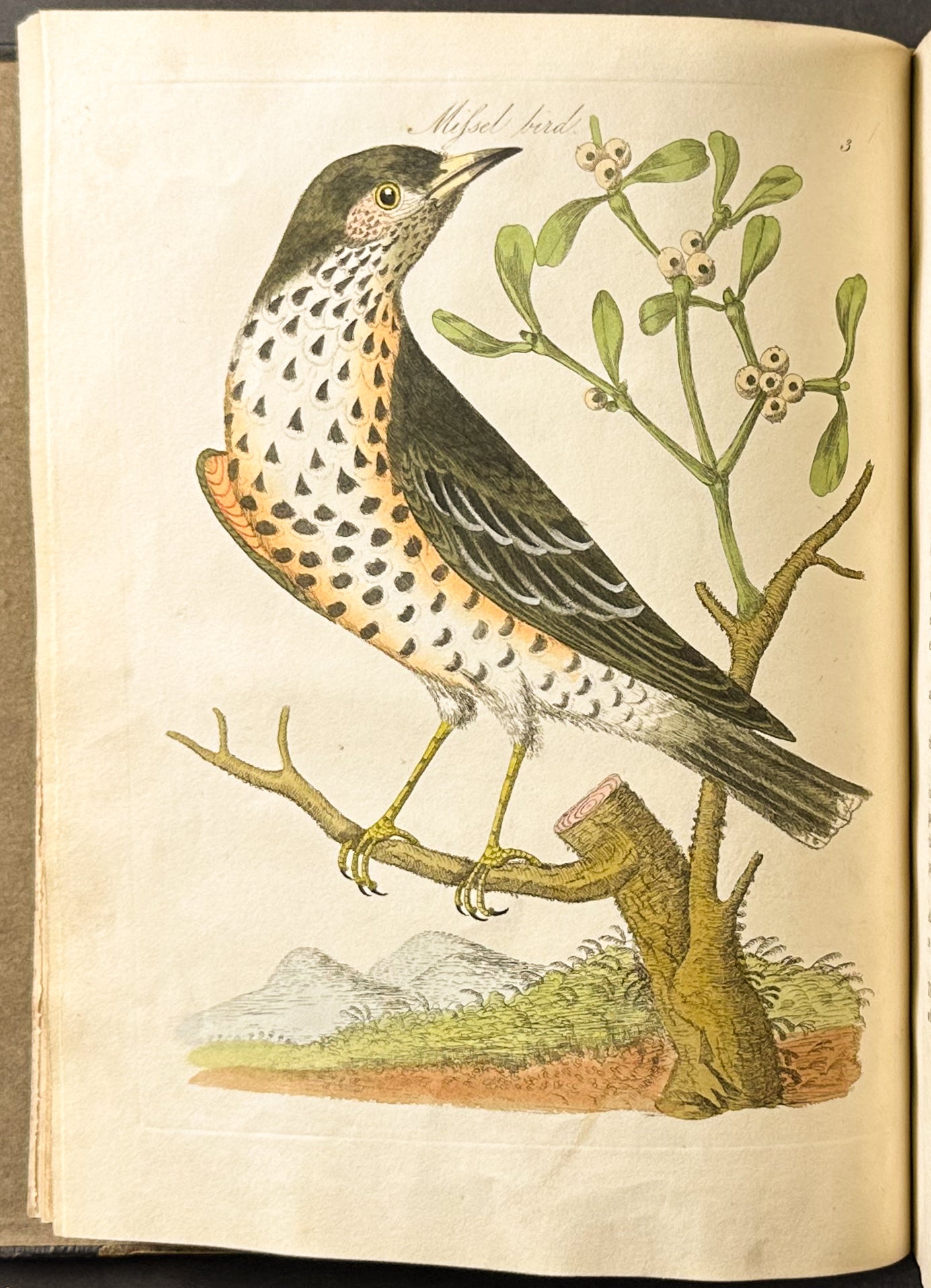 Harmonia Ruralis or British Song Birds