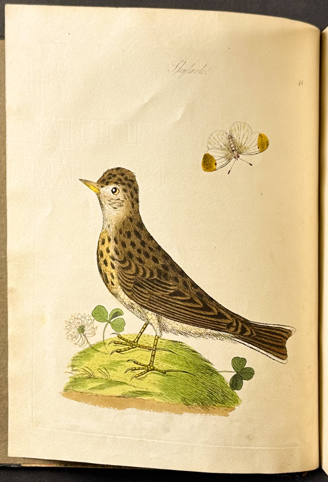 Harmonia Ruralis or British Song Birds
