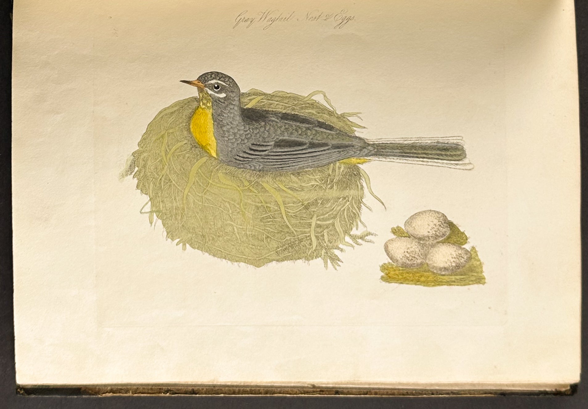 Harmonia Ruralis or British Song Birds