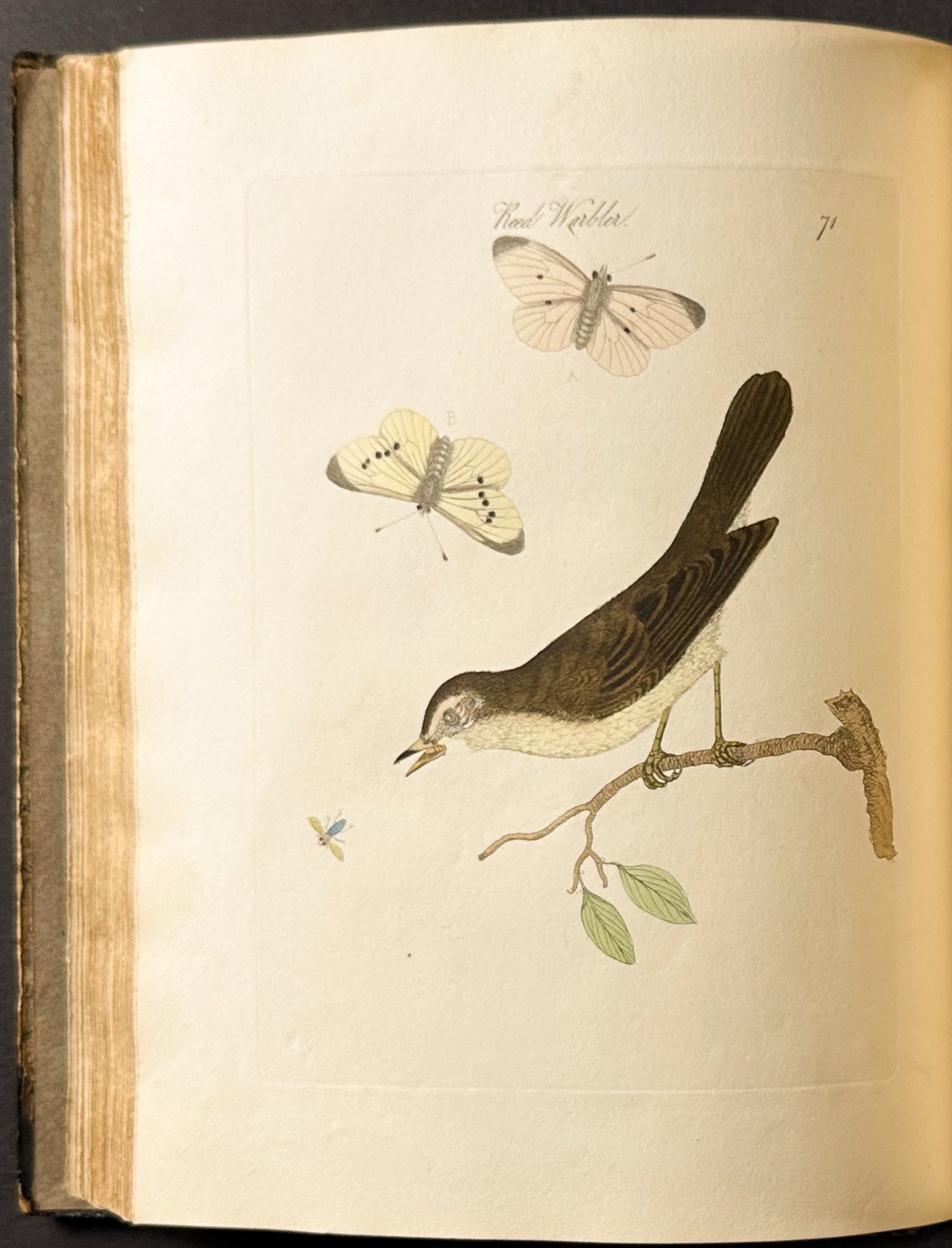 Harmonia Ruralis or British Song Birds