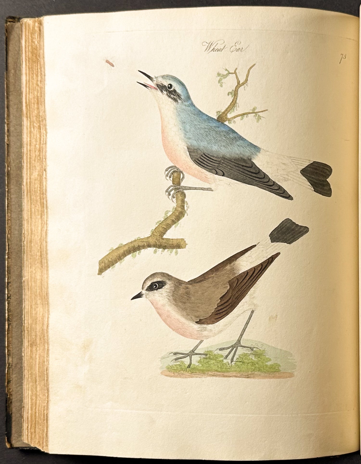Harmonia Ruralis or British Song Birds