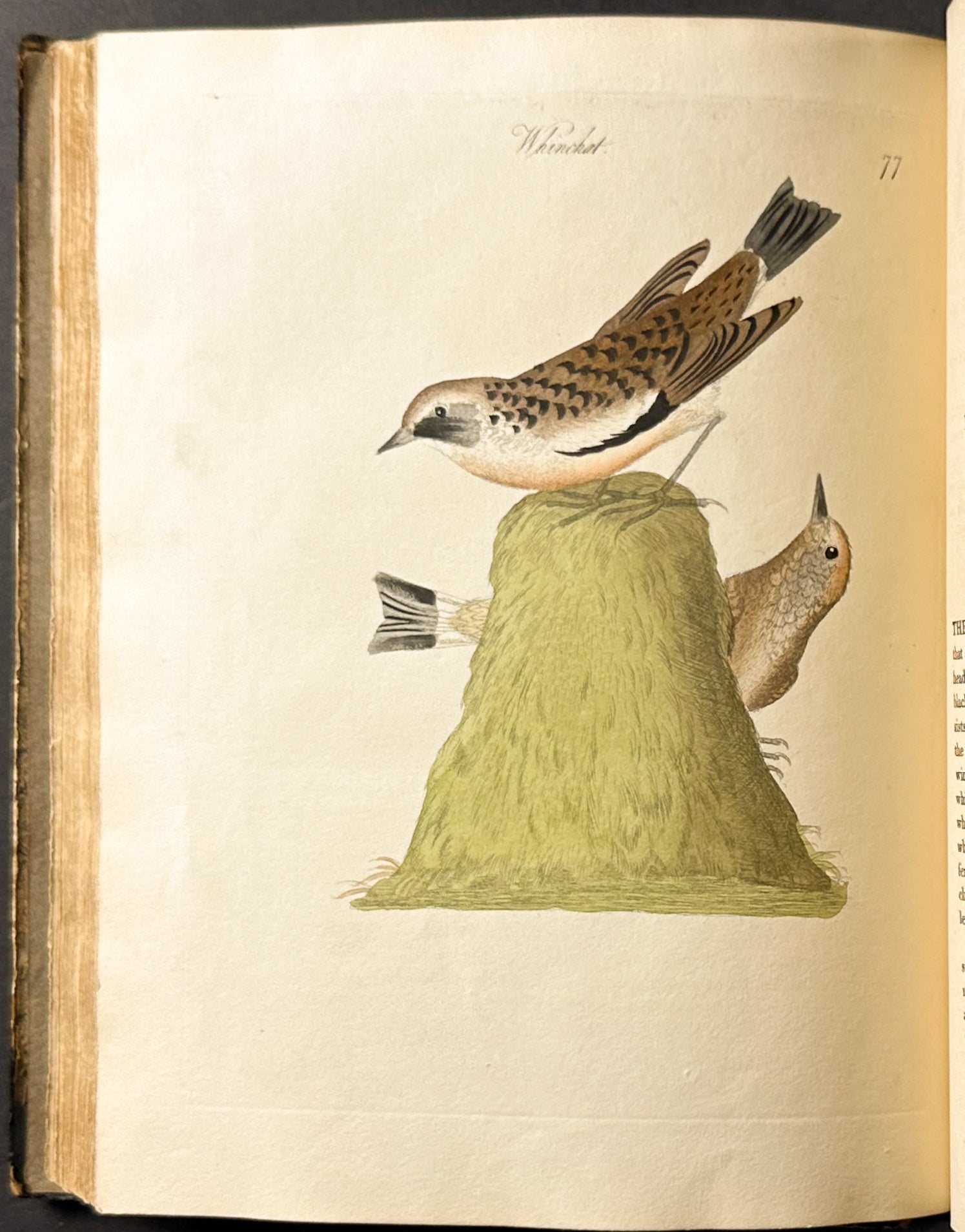 Harmonia Ruralis or British Song Birds