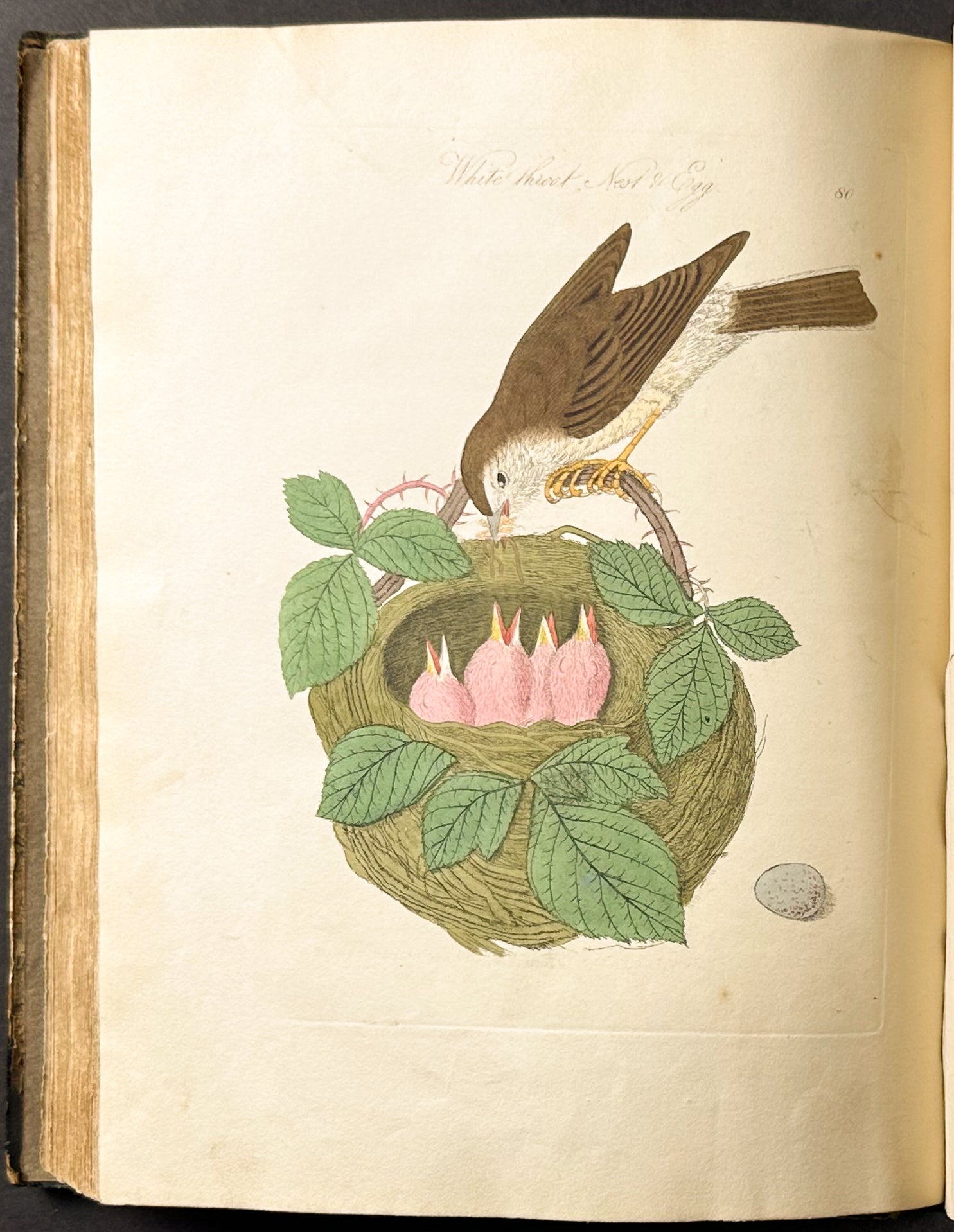 Harmonia Ruralis or British Song Birds