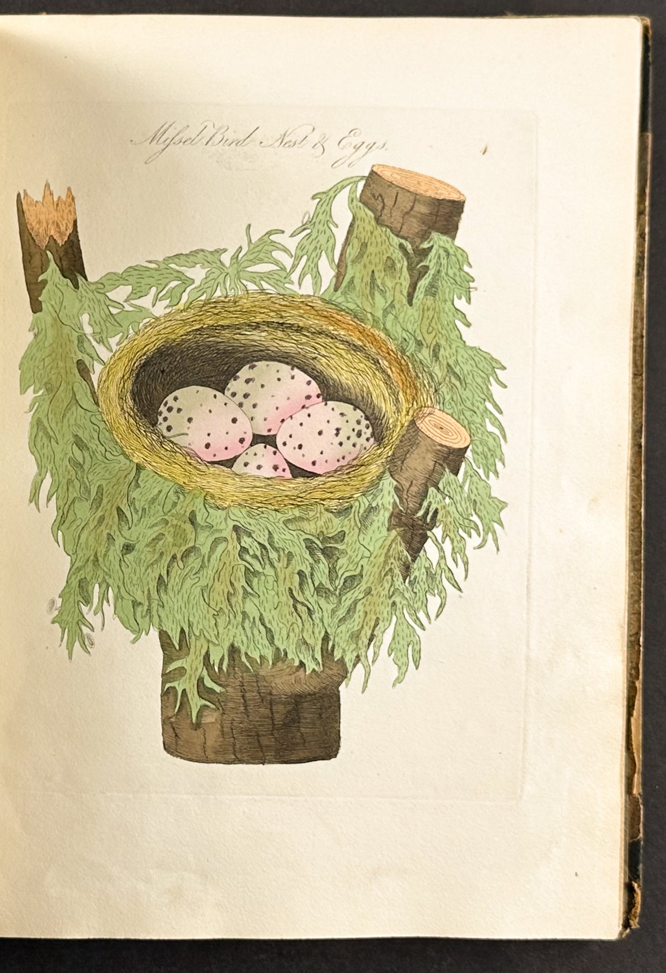 Harmonia Ruralis or British Song Birds