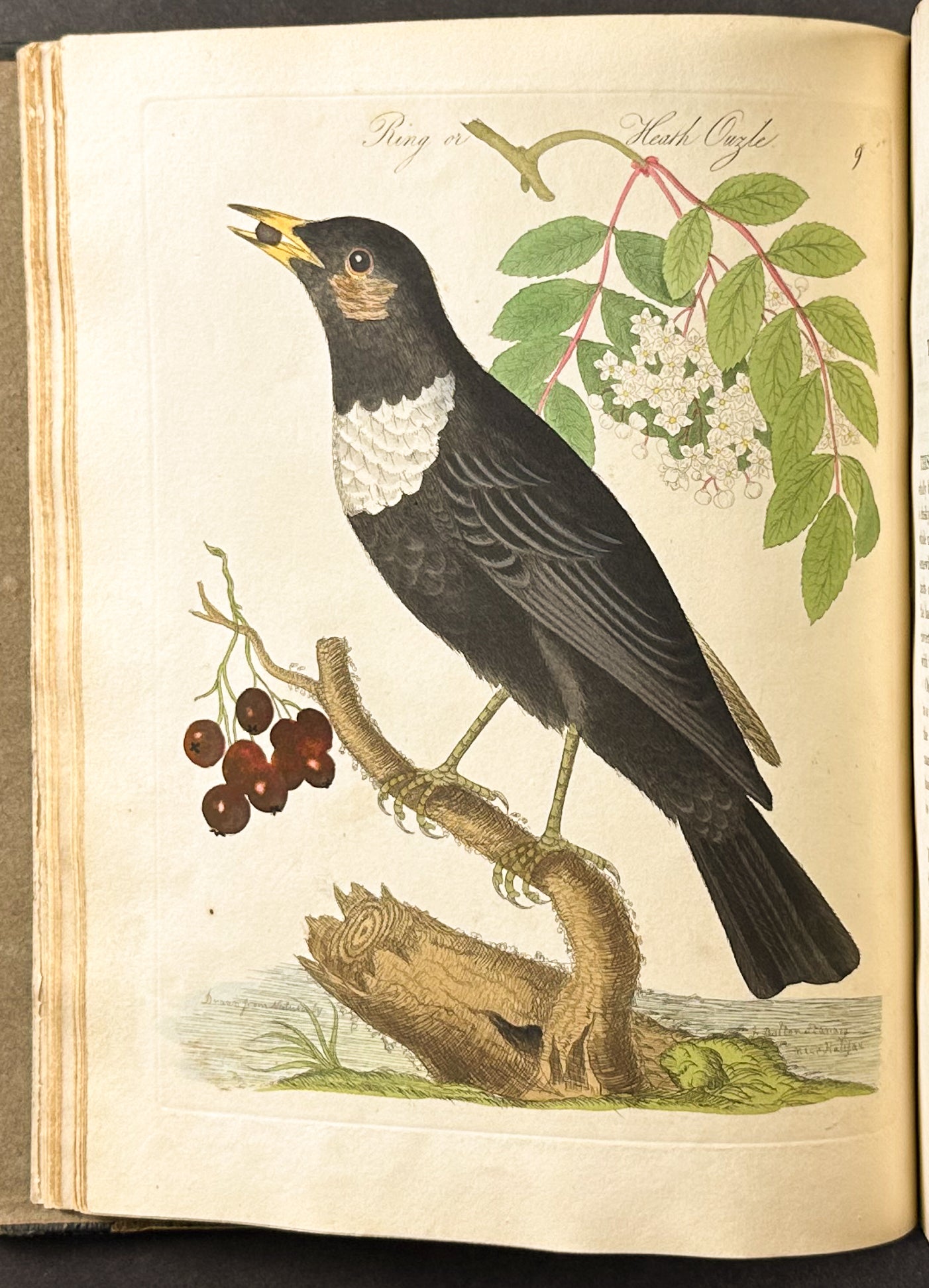 Harmonia Ruralis or British Song Birds