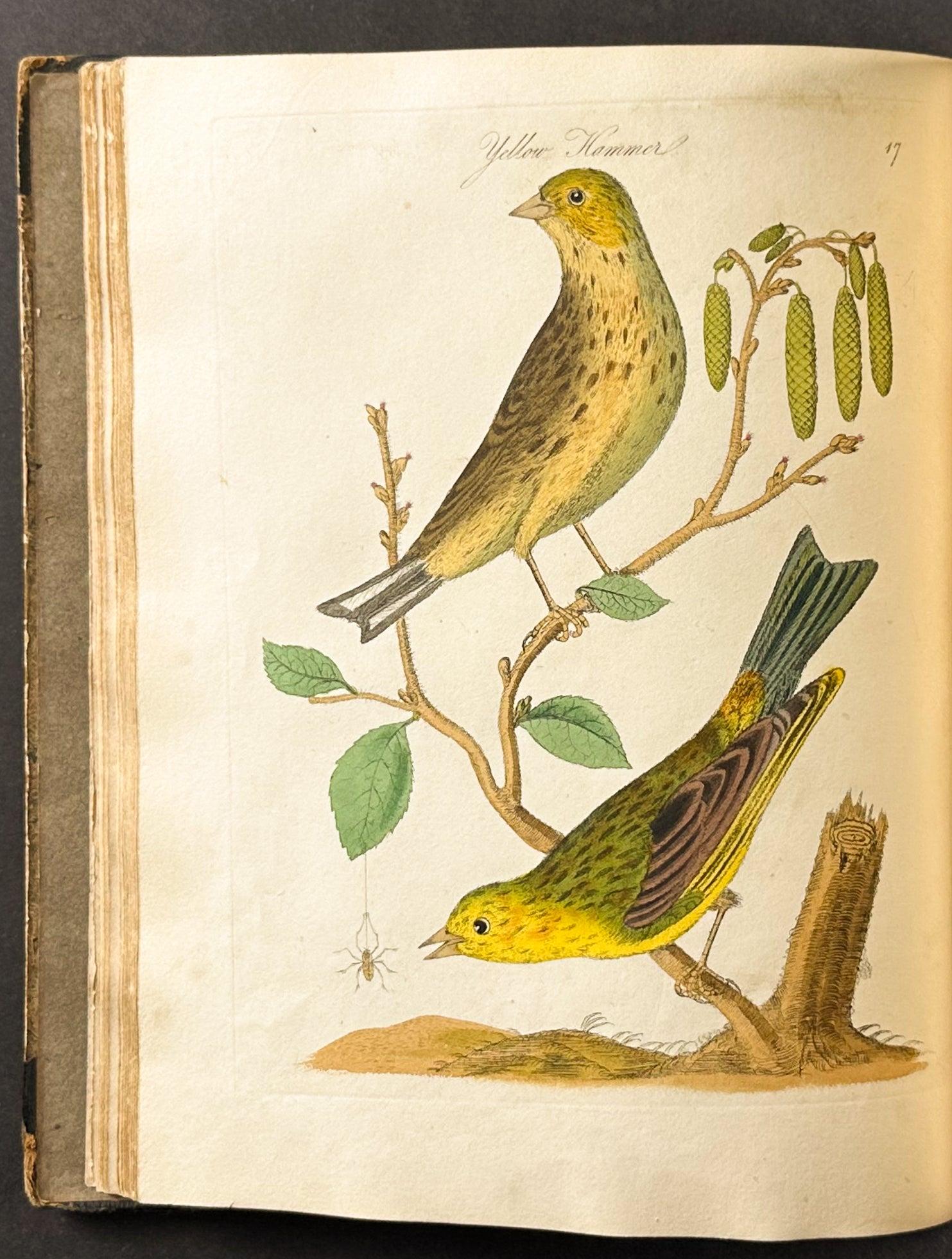 Harmonia Ruralis or British Song Birds