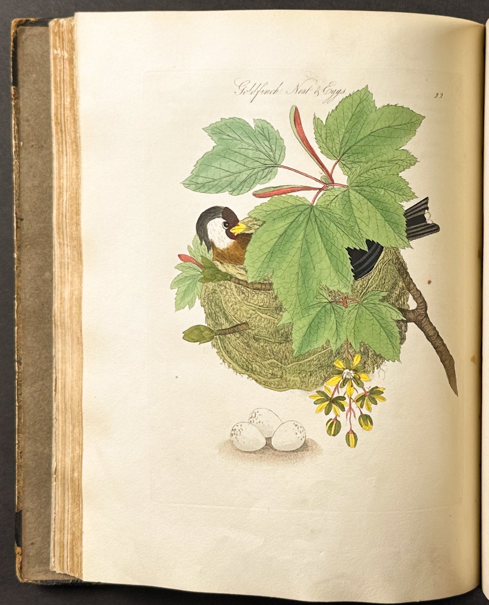 Harmonia Ruralis or British Song Birds