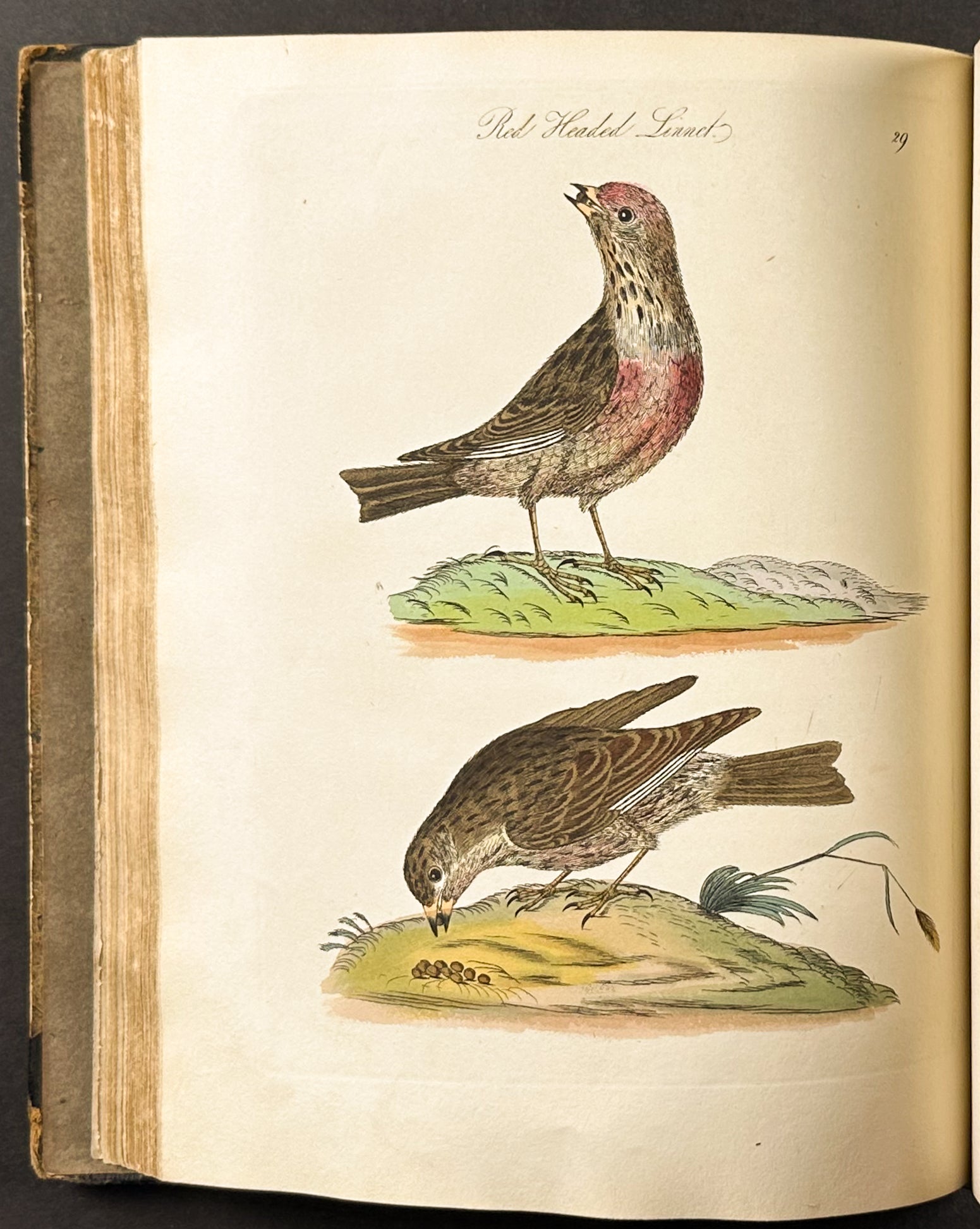 Harmonia Ruralis or British Song Birds
