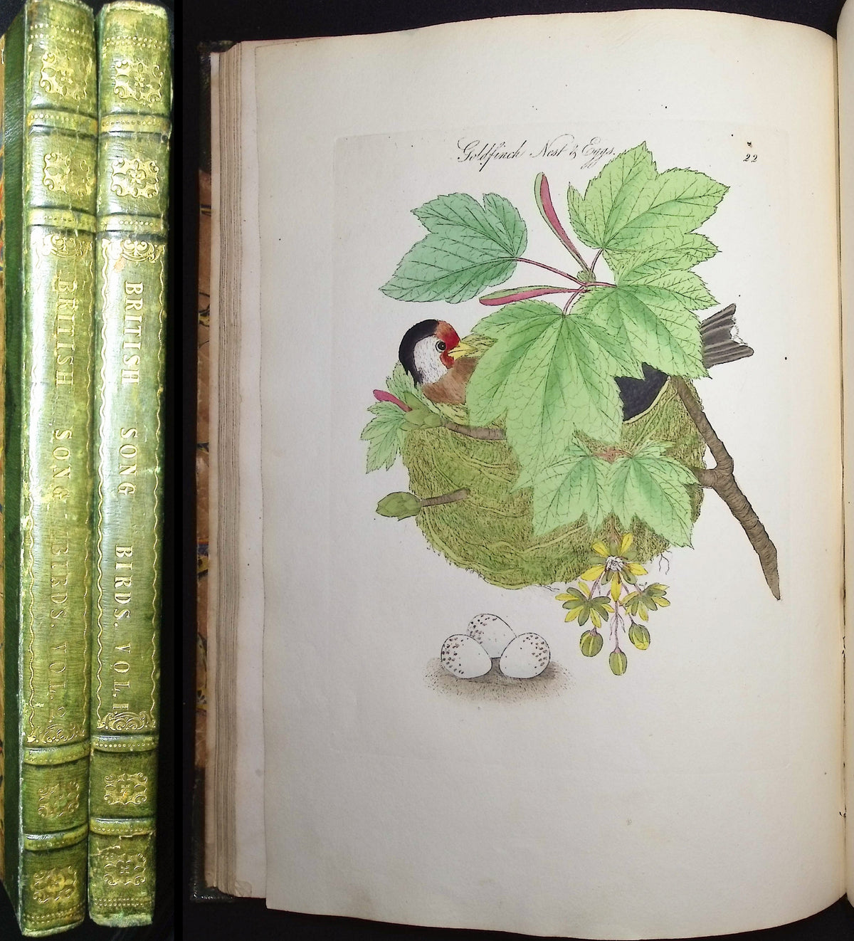 Harmonia Ruralis or British Song Birds