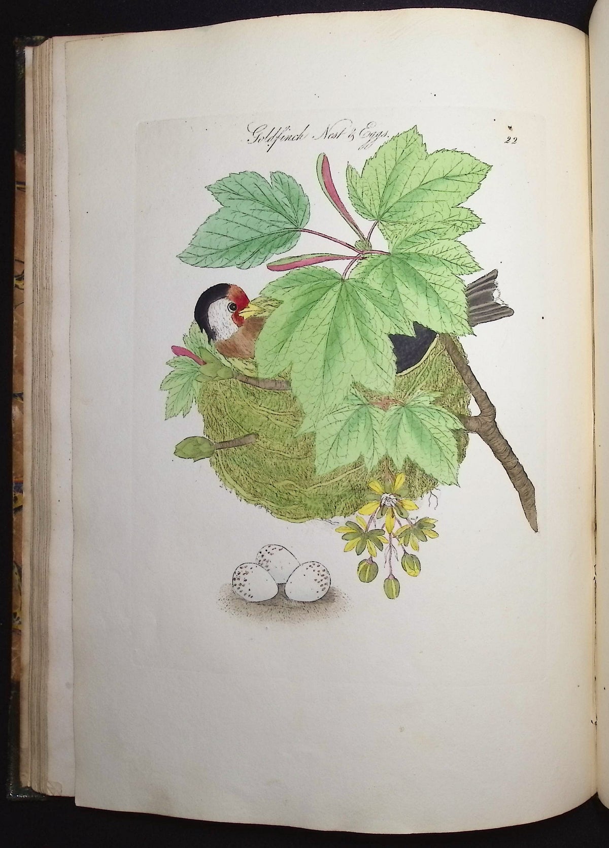Harmonia Ruralis or British Song Birds