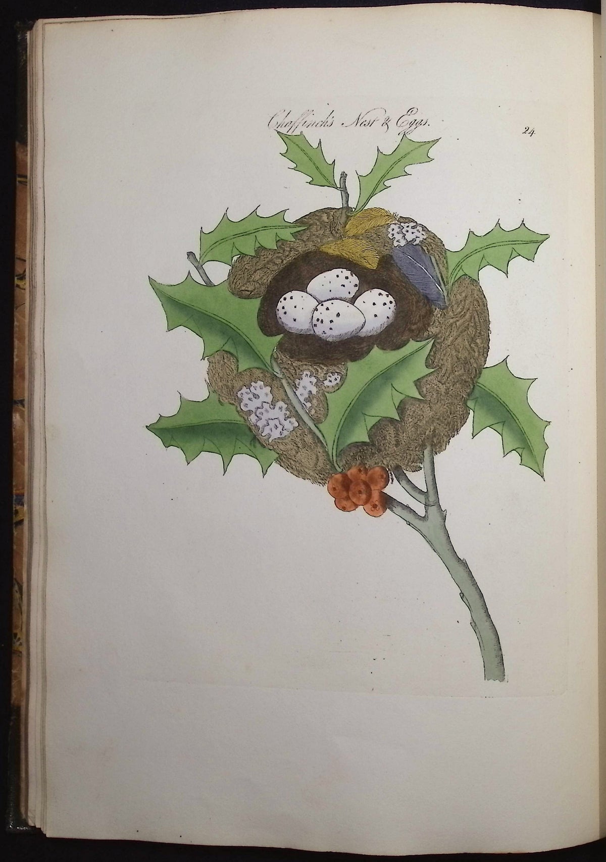 Harmonia Ruralis or British Song Birds