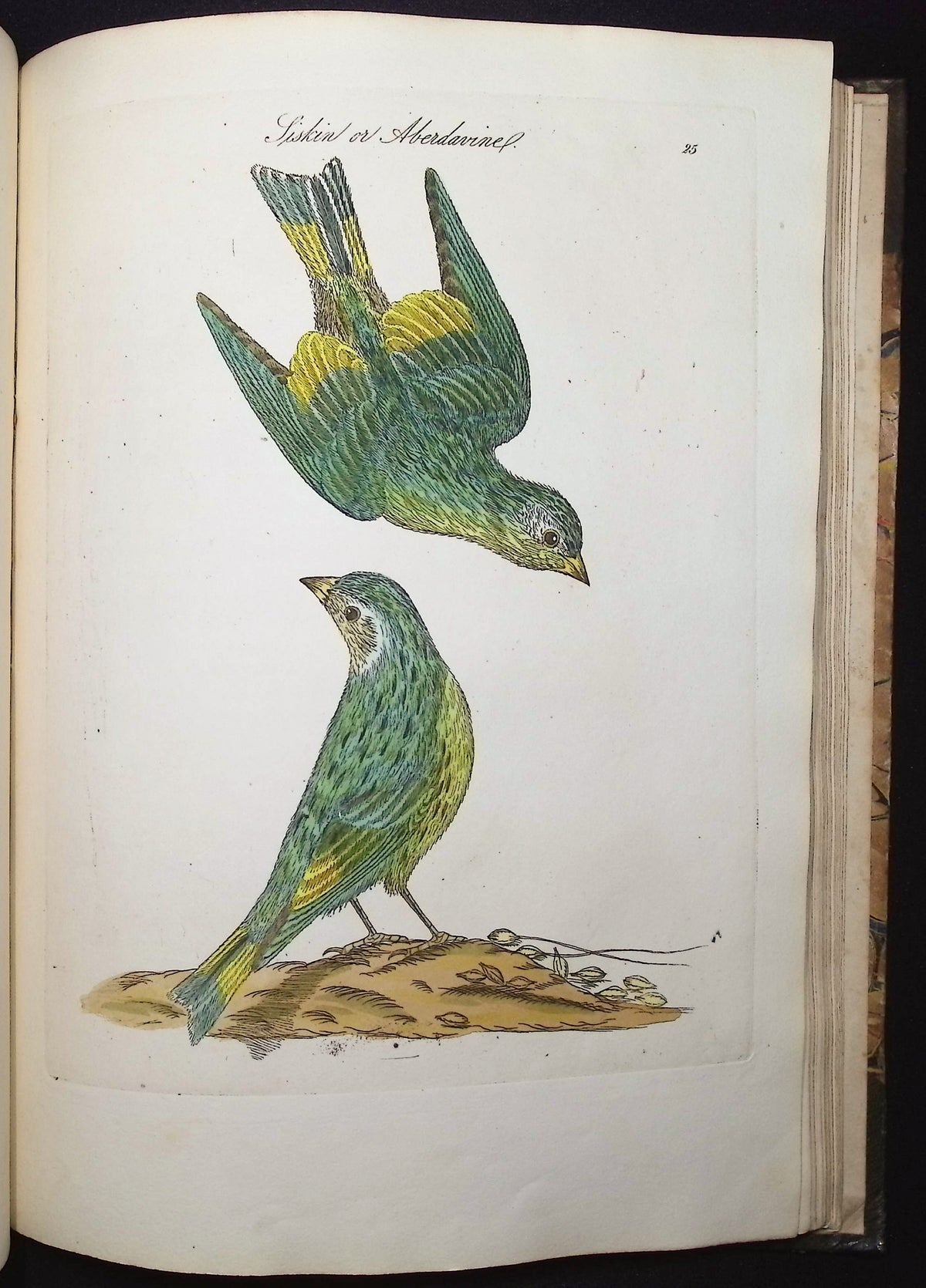 Harmonia Ruralis or British Song Birds