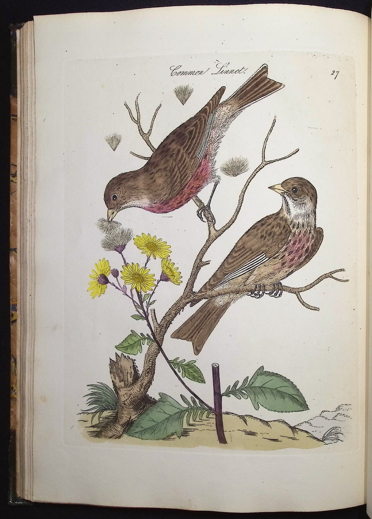 Harmonia Ruralis or British Song Birds