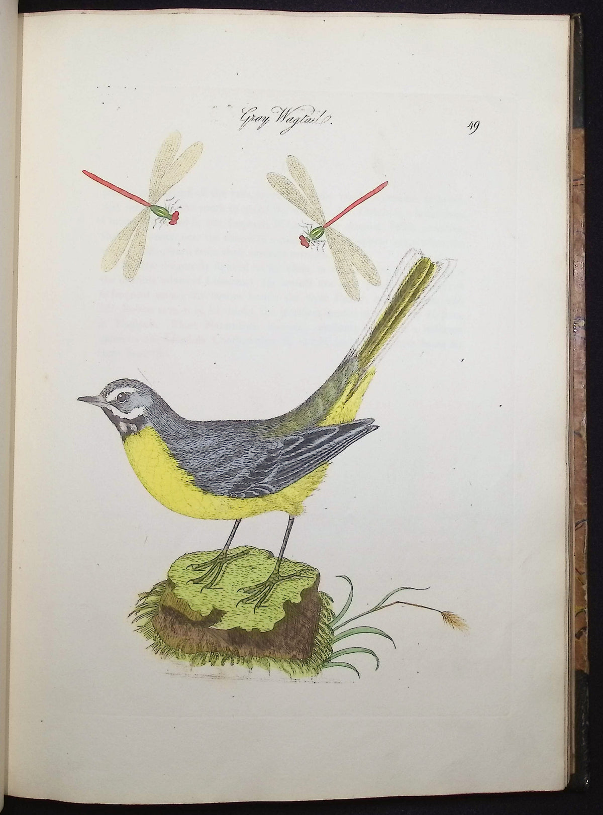 Harmonia Ruralis or British Song Birds