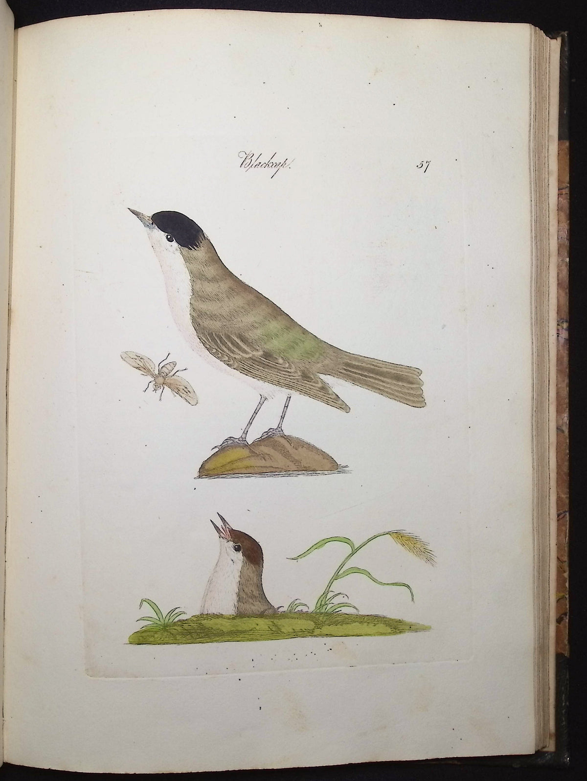 Harmonia Ruralis or British Song Birds