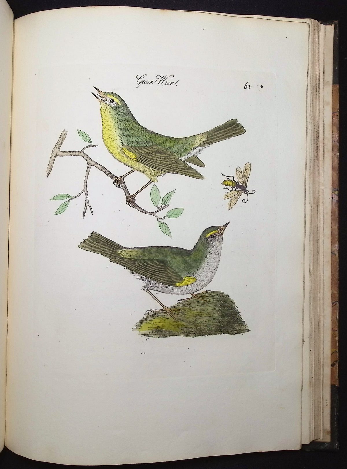 Harmonia Ruralis or British Song Birds