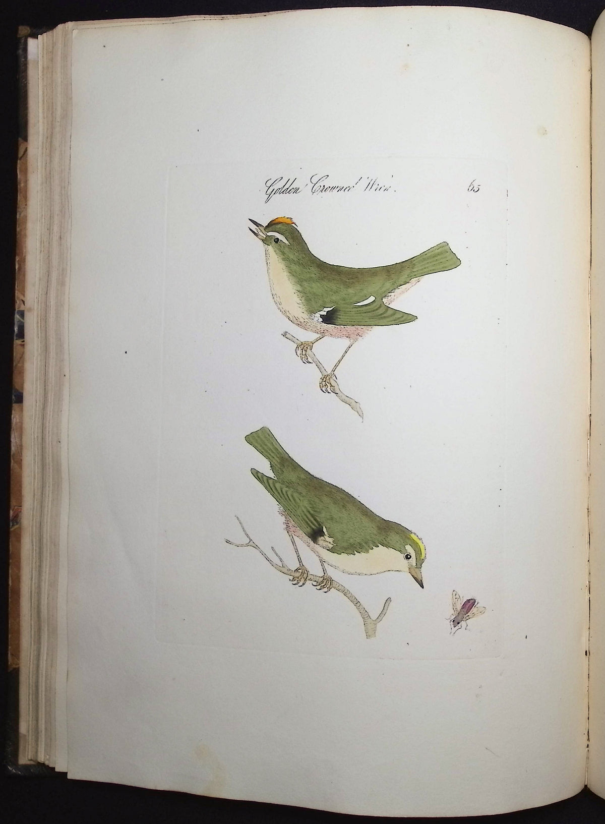 Harmonia Ruralis or British Song Birds