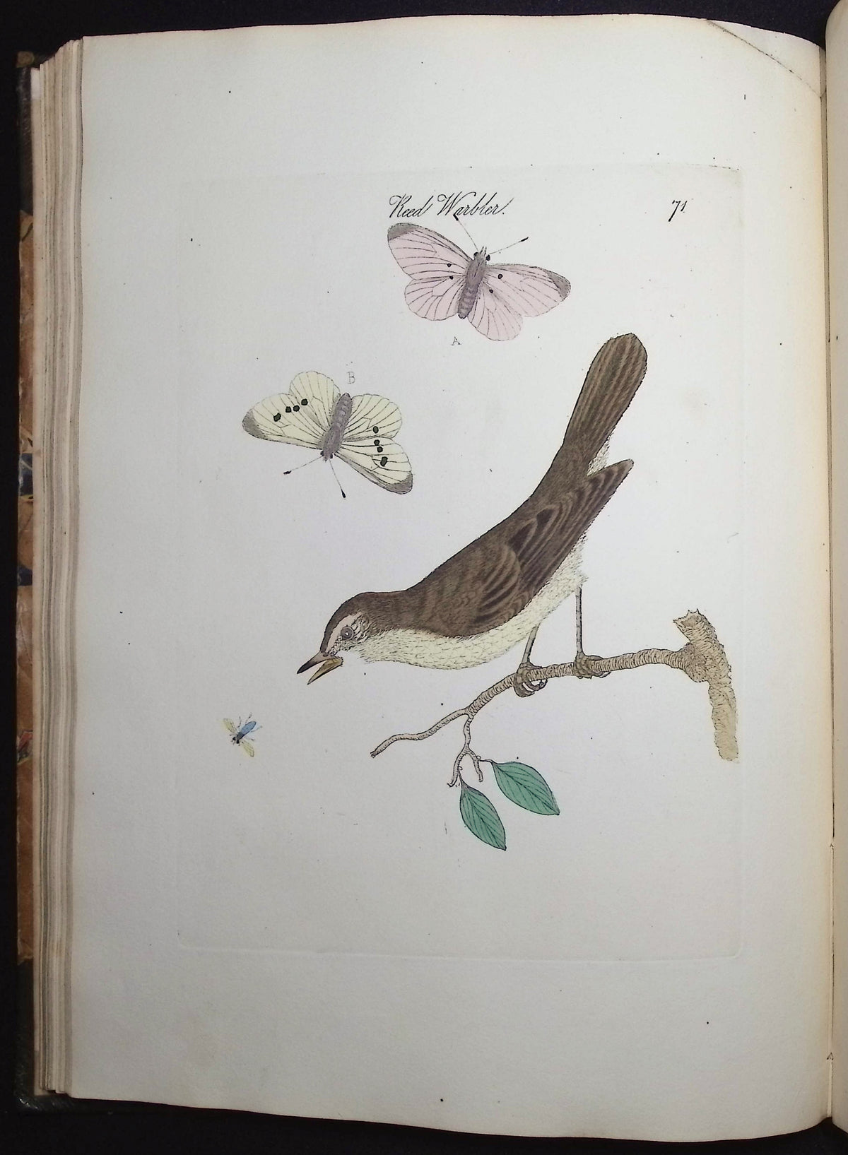 Harmonia Ruralis or British Song Birds