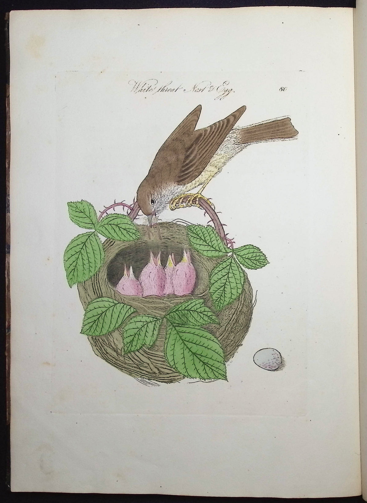 Harmonia Ruralis or British Song Birds