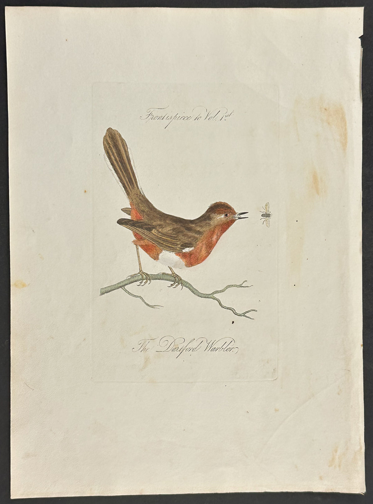 Frontispiece - Starling