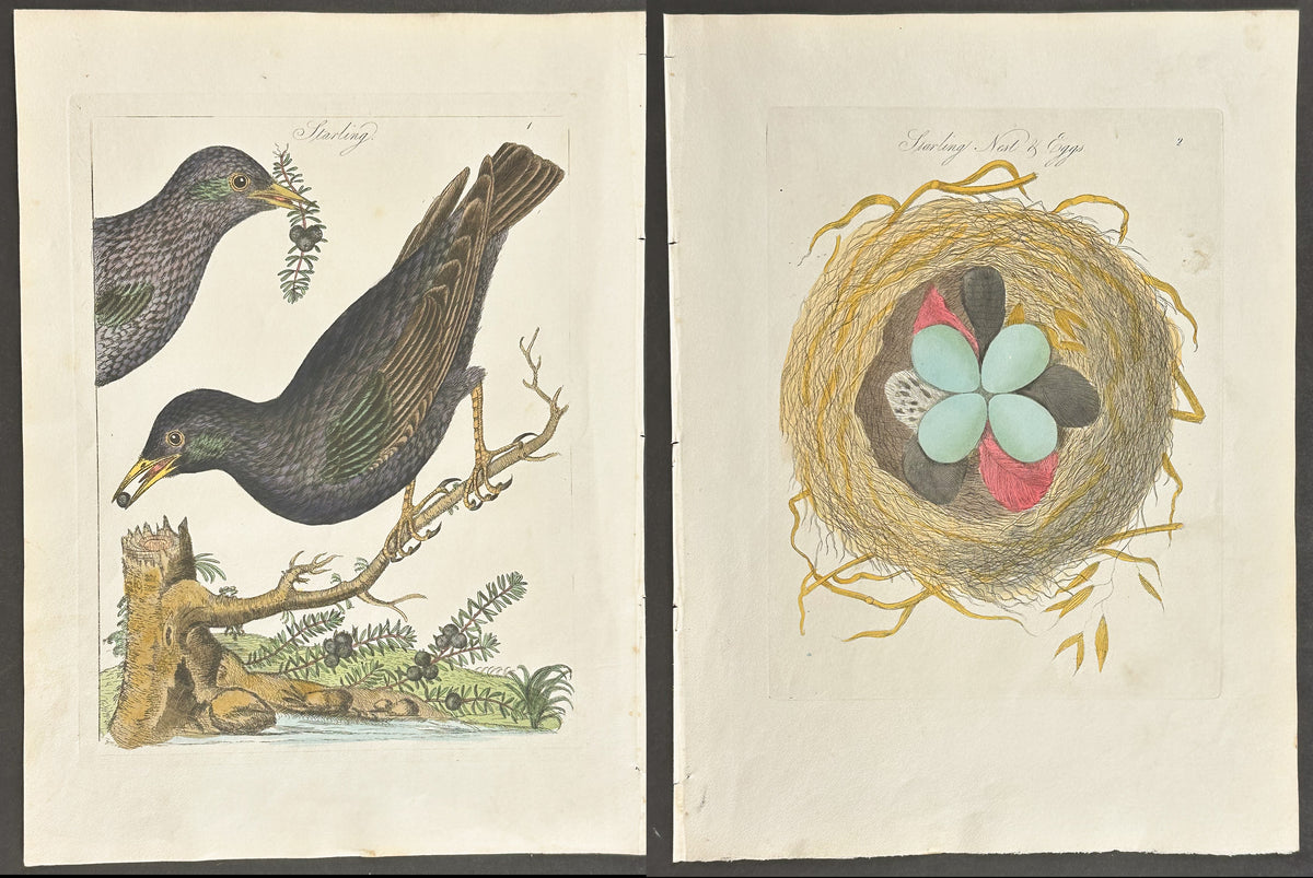 Pair - Starling Nest & Eggs