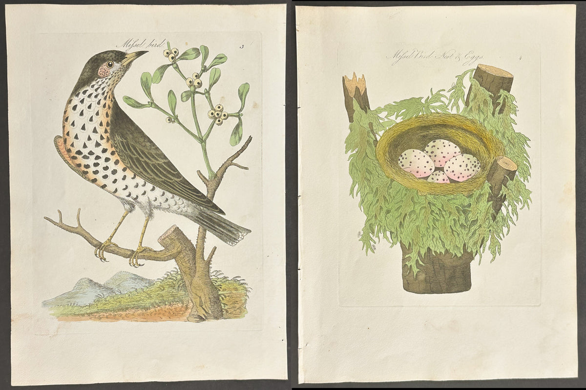 Pair - Missel Bird Nest & Eggs