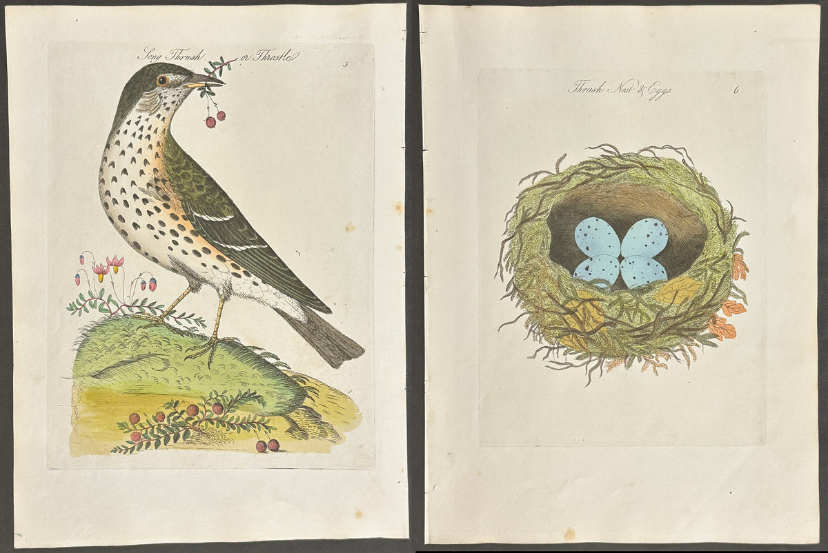 Pair - Song Thrush or Throstle Nest & Eggs