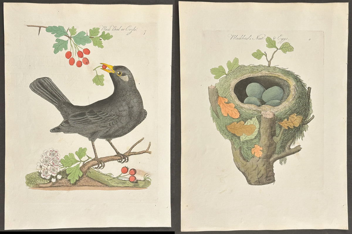 Pair - Blackbird or Ouzel's Nest & Eggs